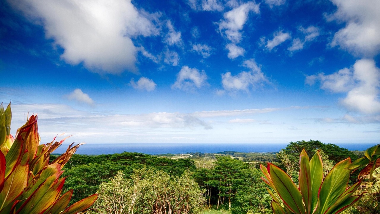 Photo of Others in Honomu