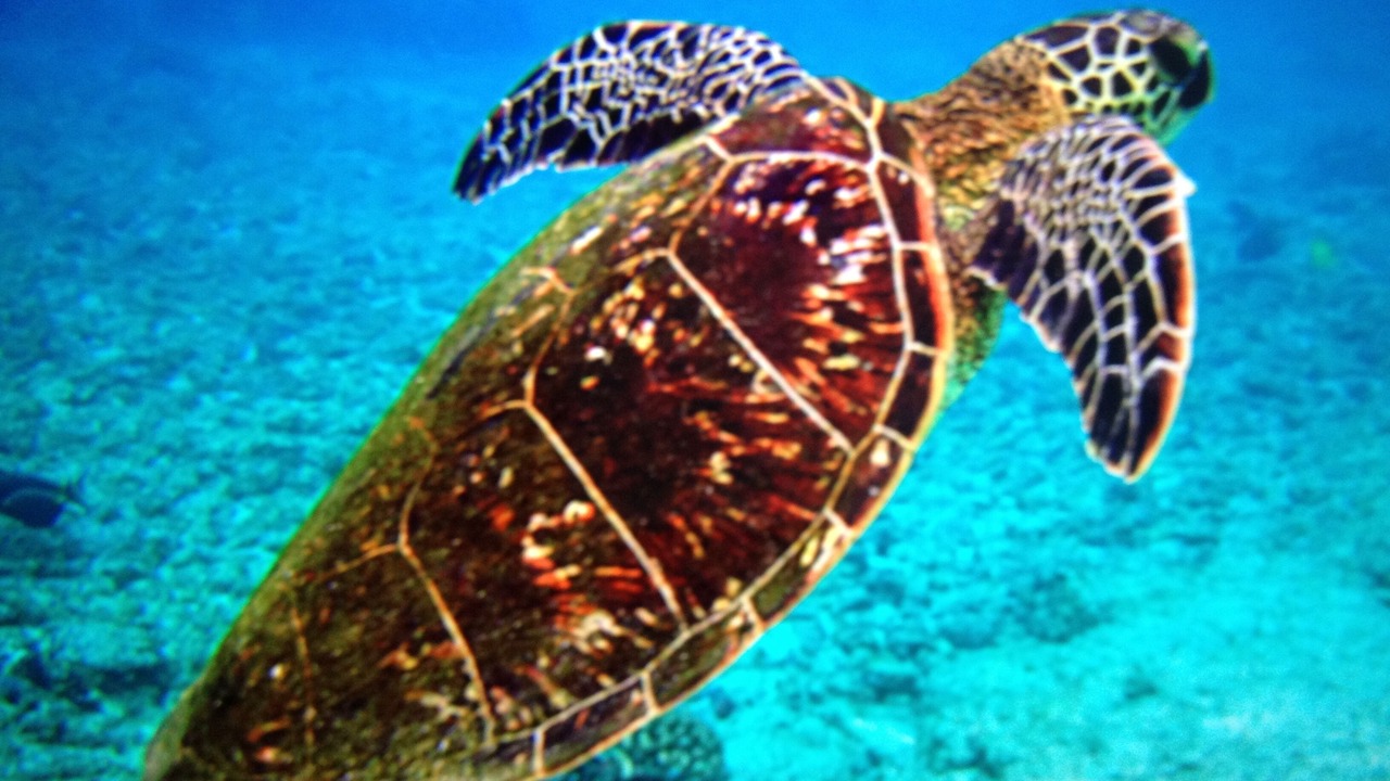 Photo of Others in Makaha