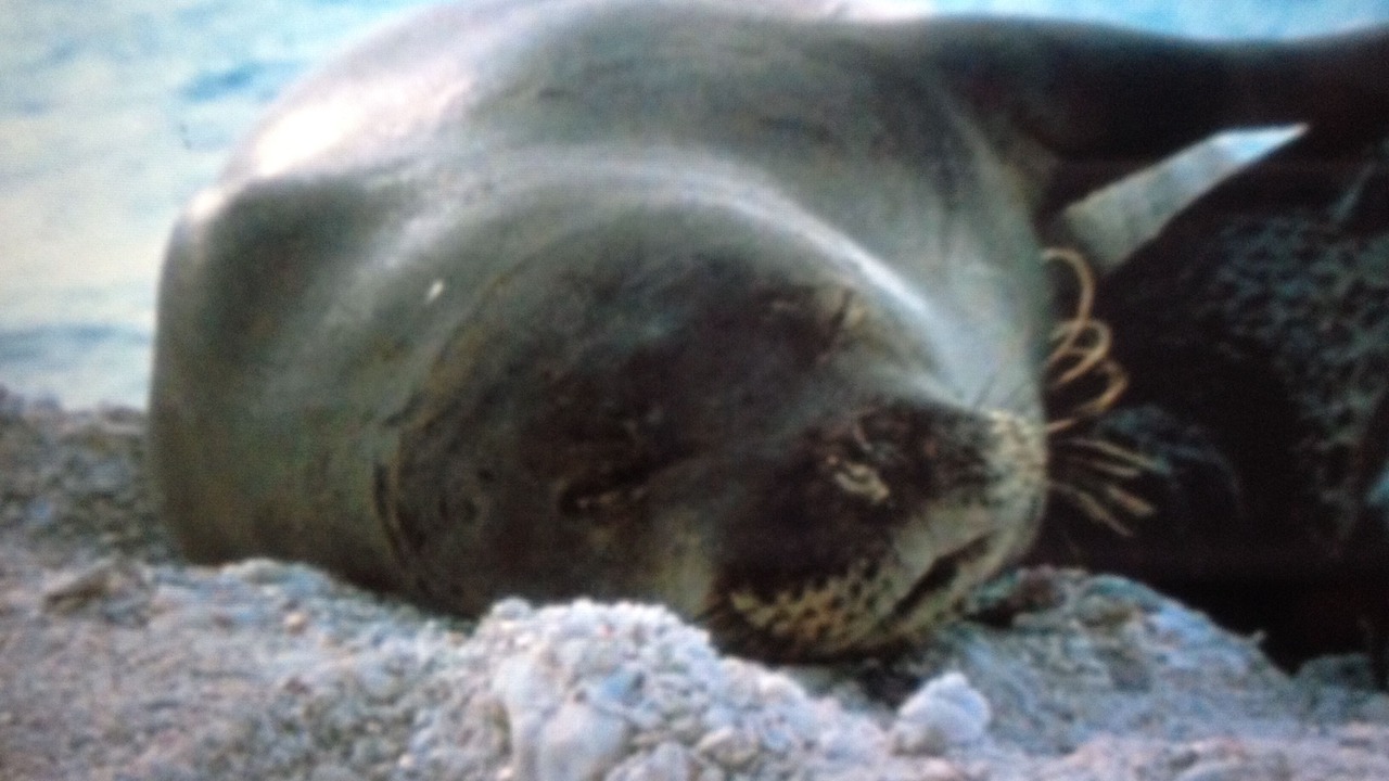 Photo of Others in Makaha