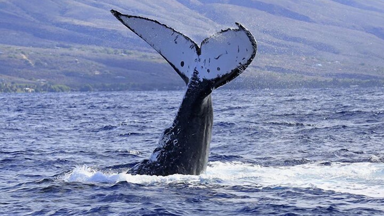 Photo of Others in Maunaloa