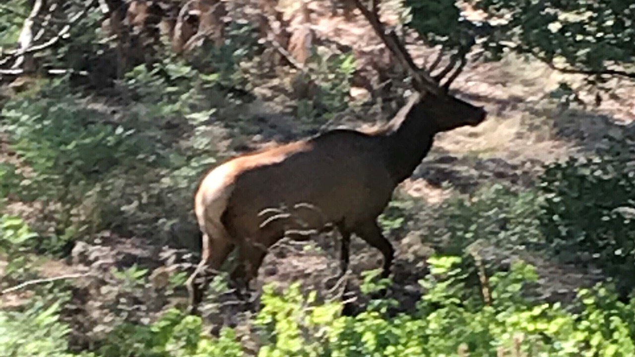 Photo of Others in Munds Park