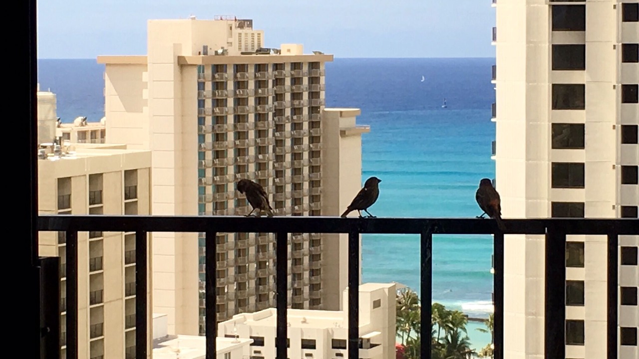 Photo of Outdoor in Waikiki