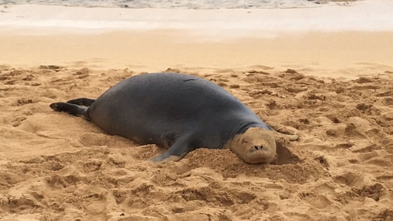 Photo of Others in Mililani