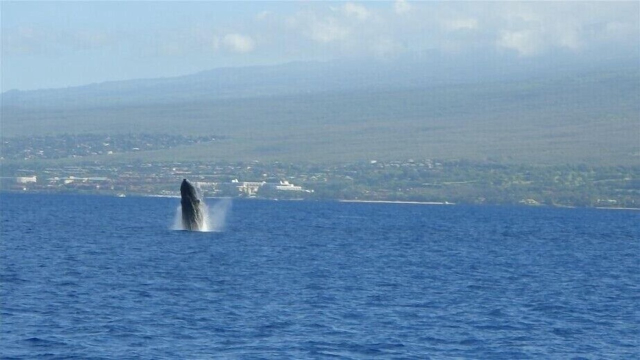 Photo of Others in Kaanapali