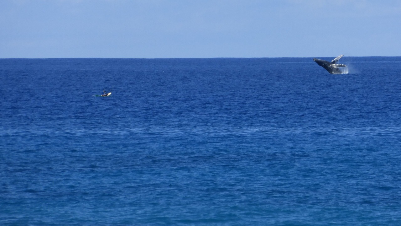 Photo of Others in Kapolei