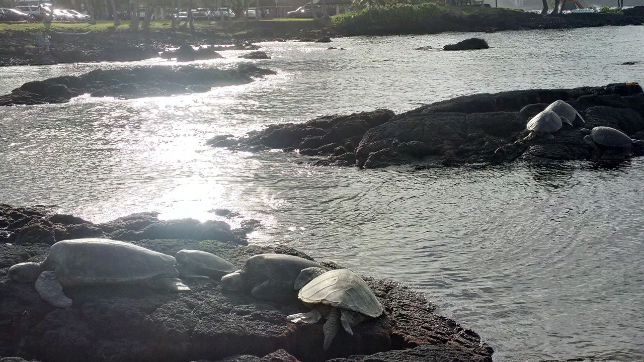 Photo of Others in Hilo