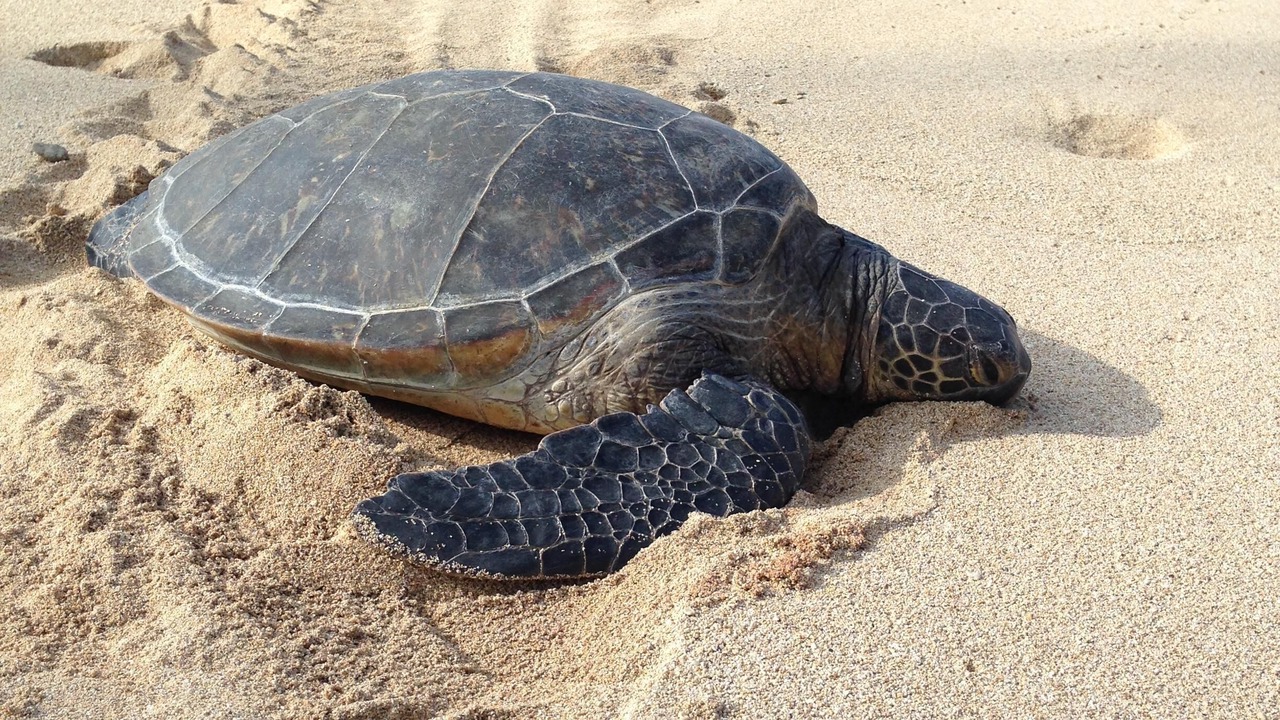 Photo of Others in Mokuleia