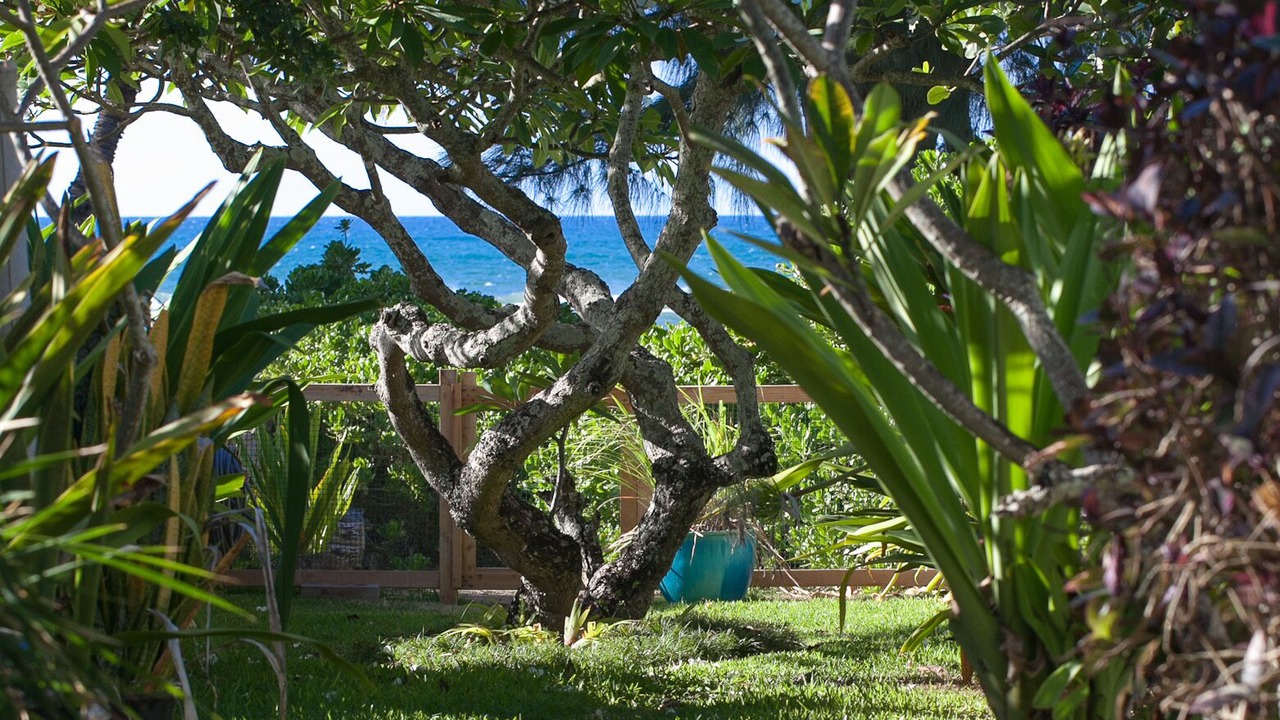 Photo of Outdoor in Mokuleia