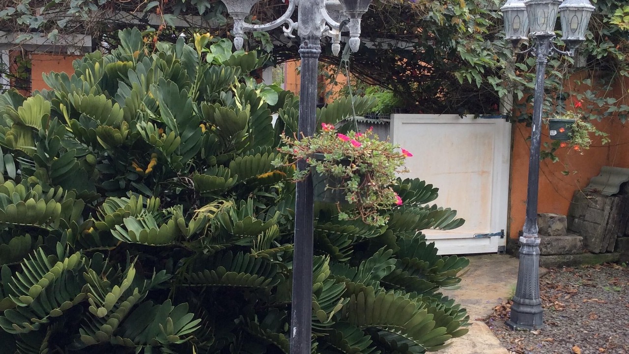 Photo of Outdoor in Kapoho