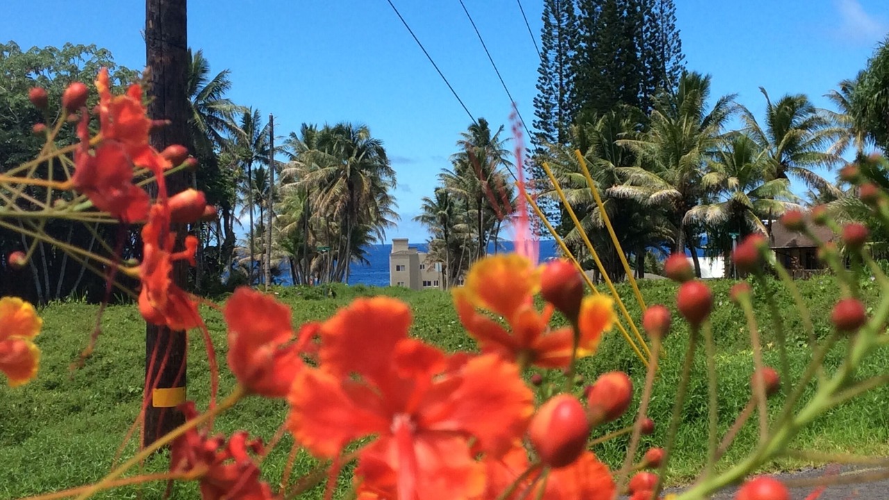 Photo of Others in Kapoho