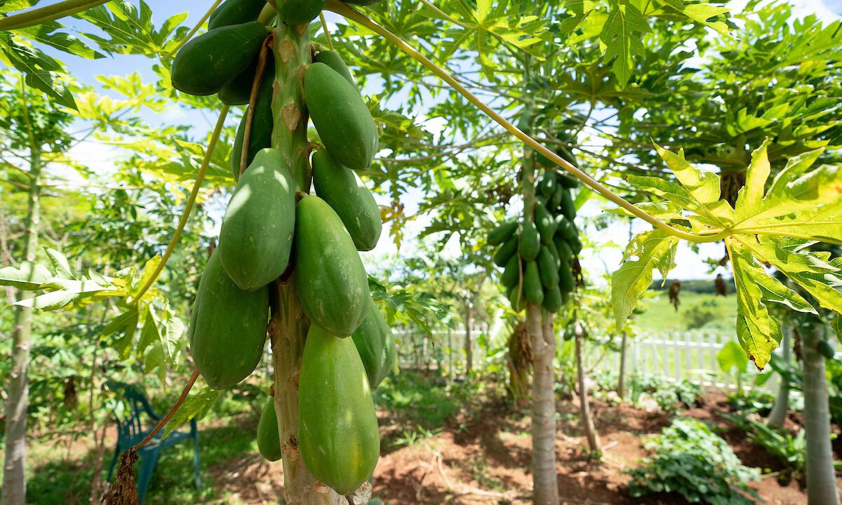 Photo of Outdoor in Kahalu u