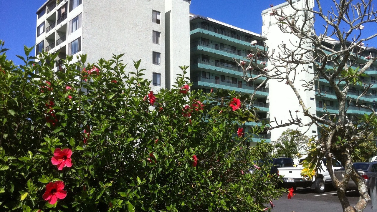 Photo of Outdoor in Hilo