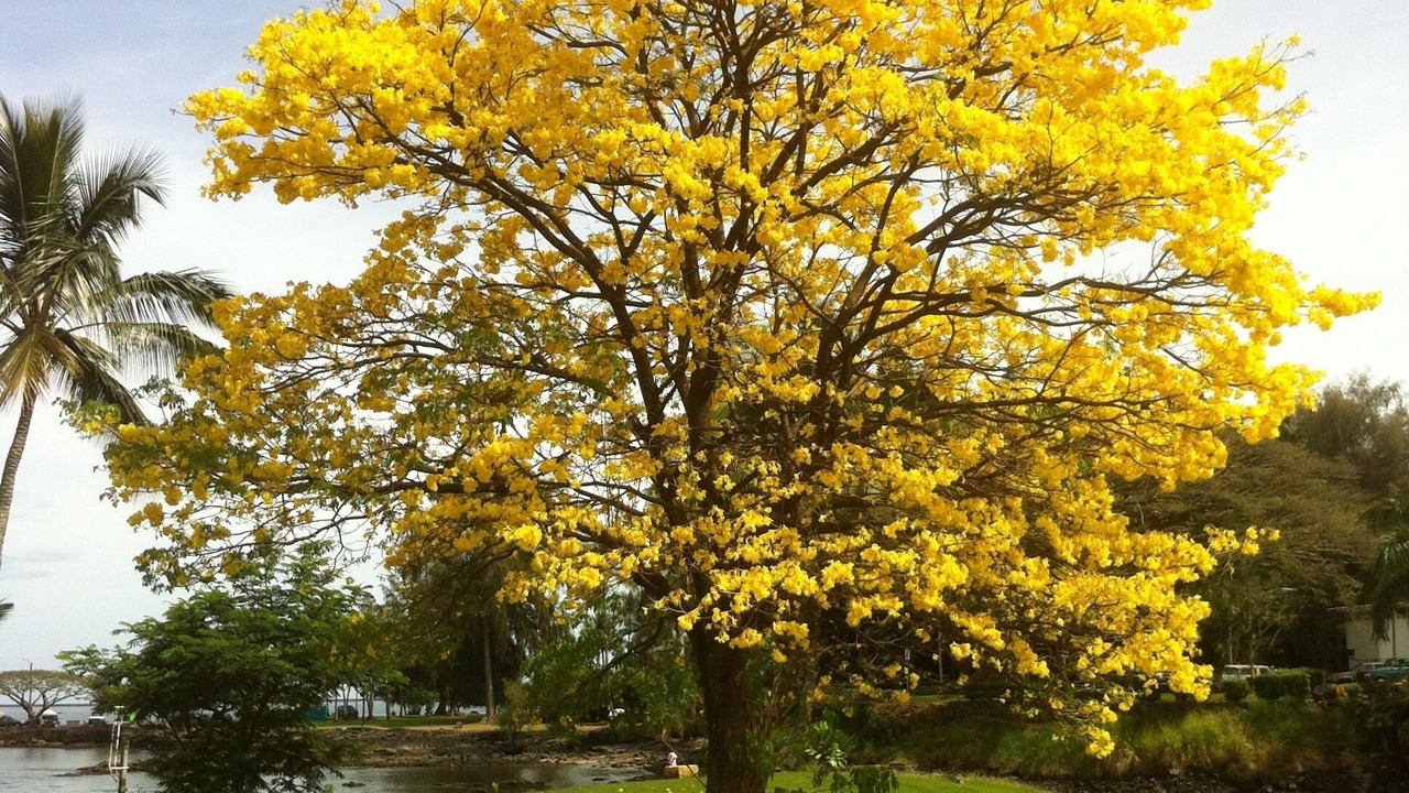 Photo of Outdoor in Hilo