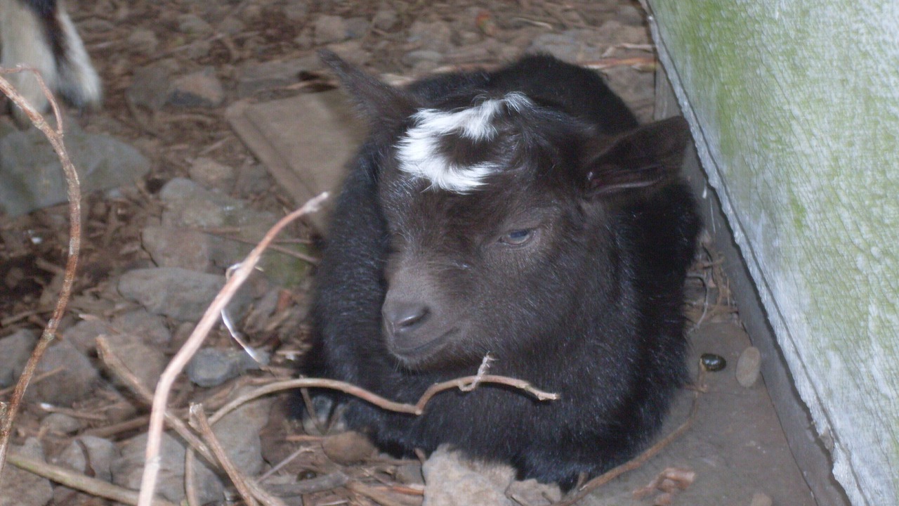 Photo of Others in Naalehu