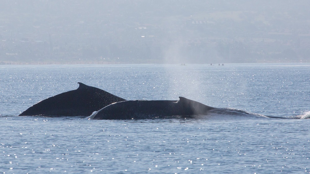 Photo of Others in Kihei