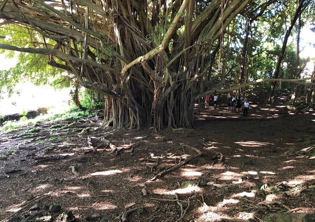 Photo of Others in Hilo