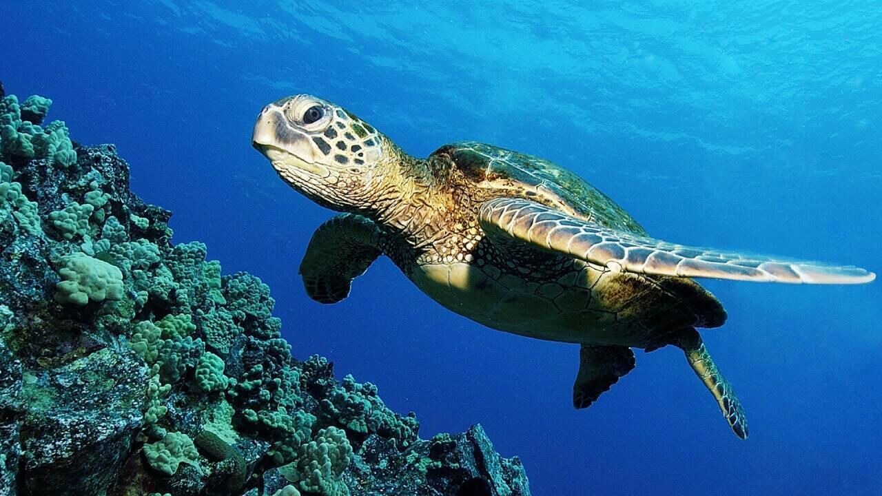 Photo of Others in Pupukea