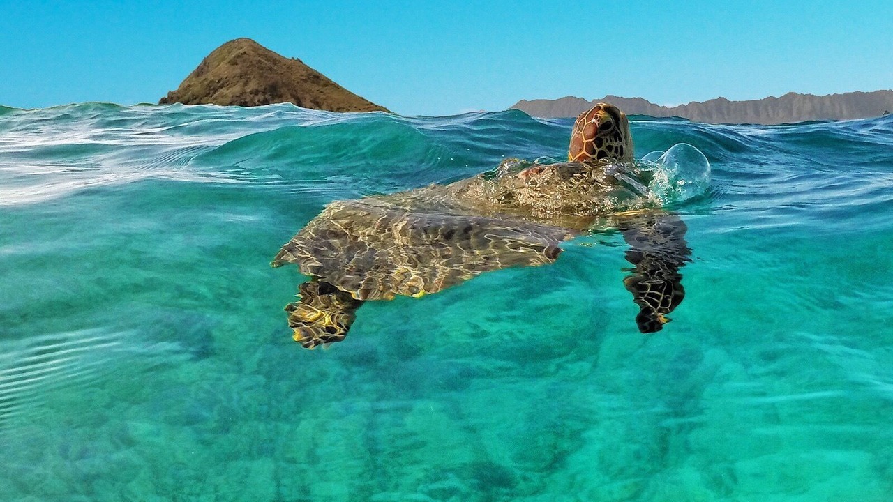 Photo of Others in Kaneohe