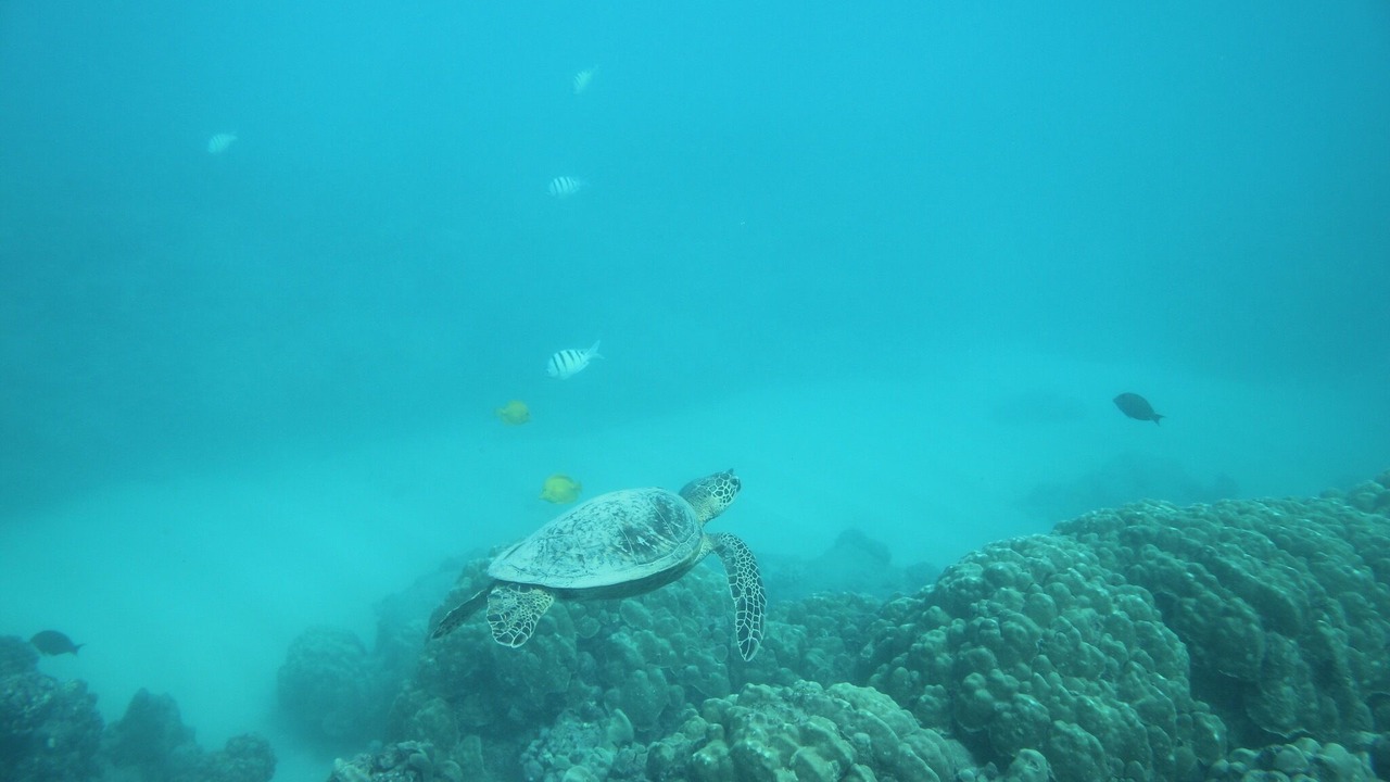 Photo of Others in Kaneohe