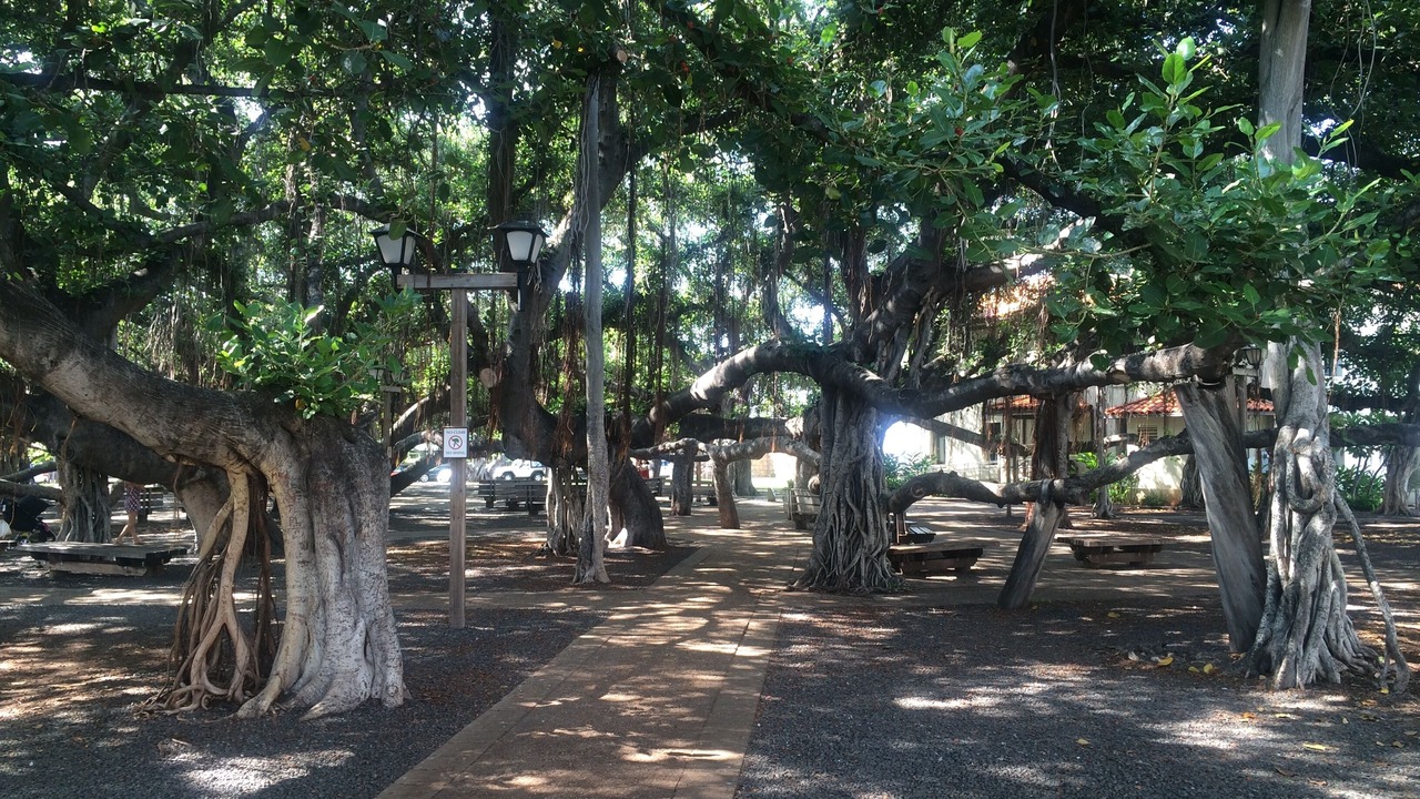 Photo of Others in Historic Lahaina Front Street