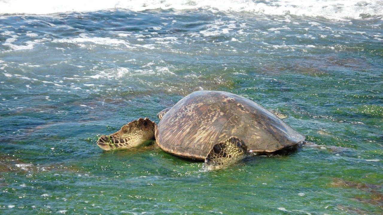 Photo of Others in Kapolei