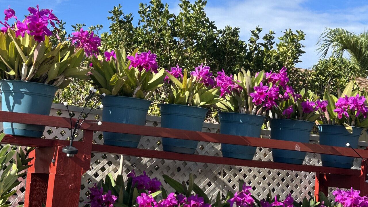 Photo of Outdoor in Kapolei