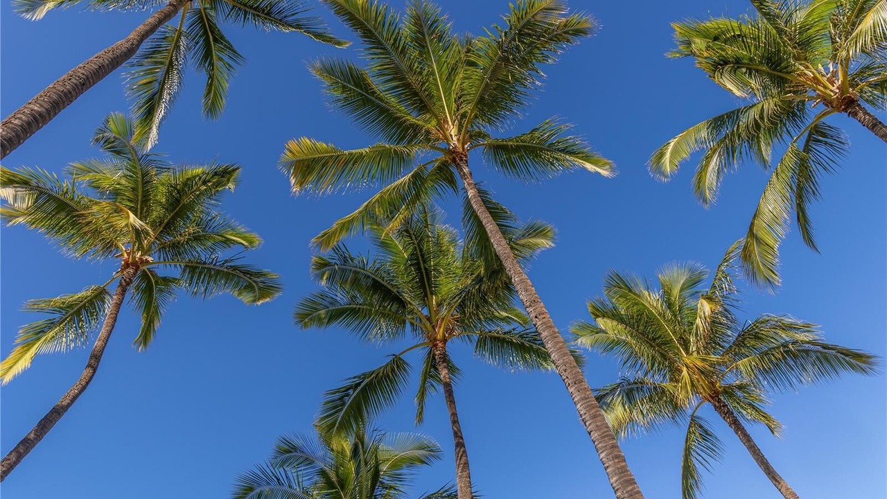 Photo of Others in Ko Olina