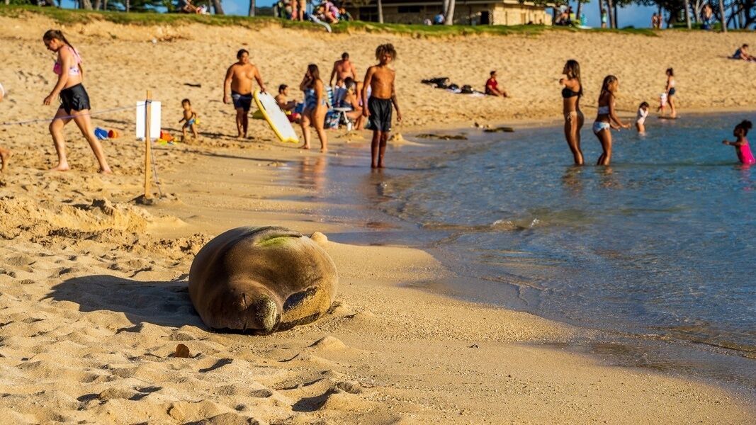 Photo of Others in Ko Olina