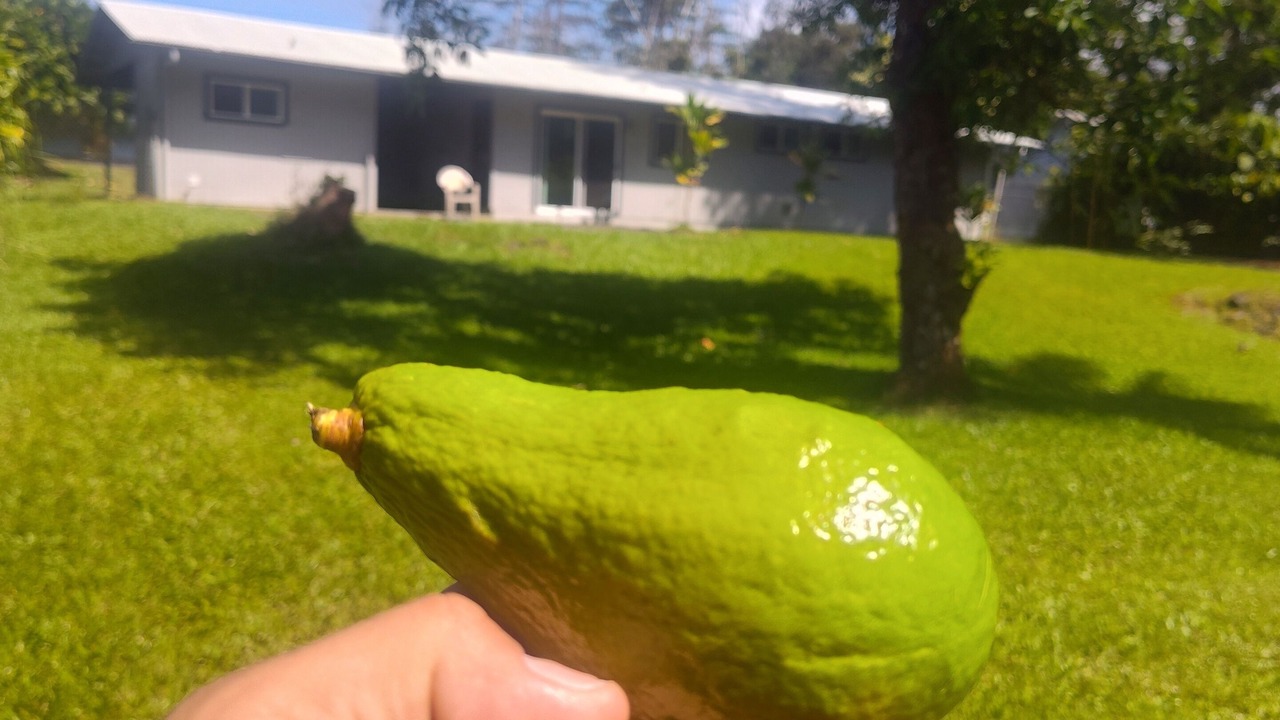 Photo of Outdoor in Kapoho
