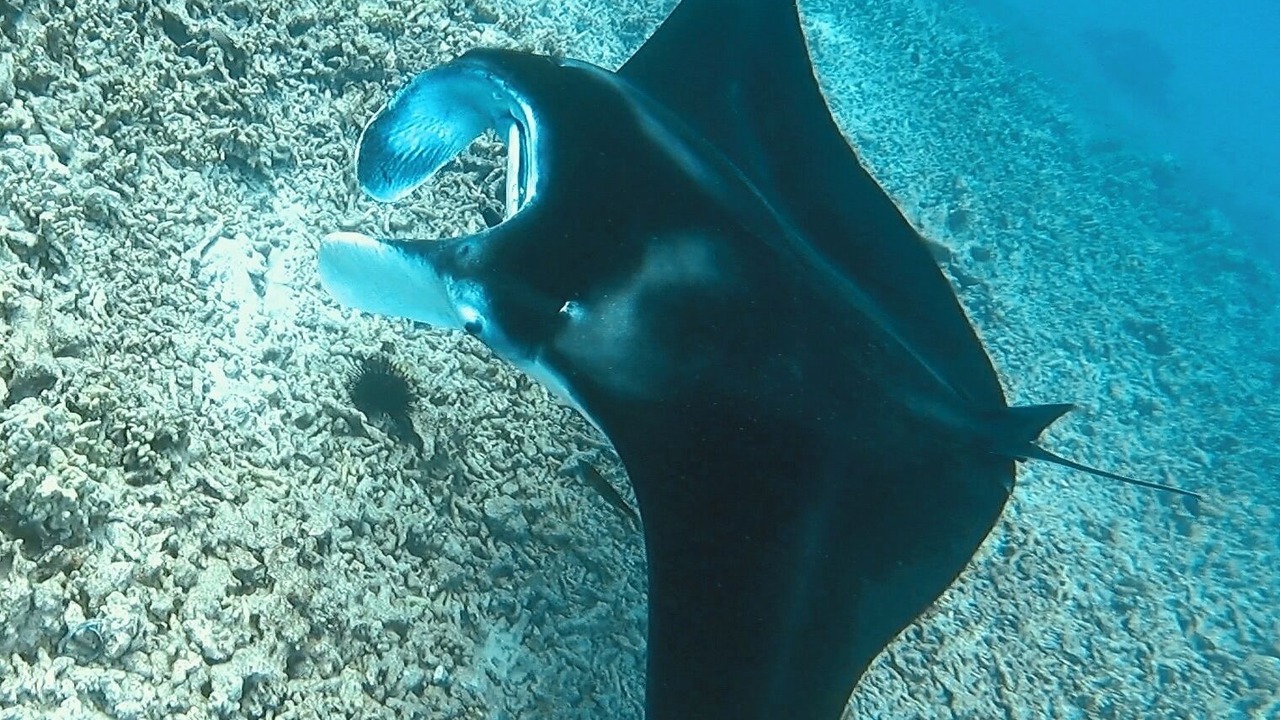 Photo of Others in Kona Palisades