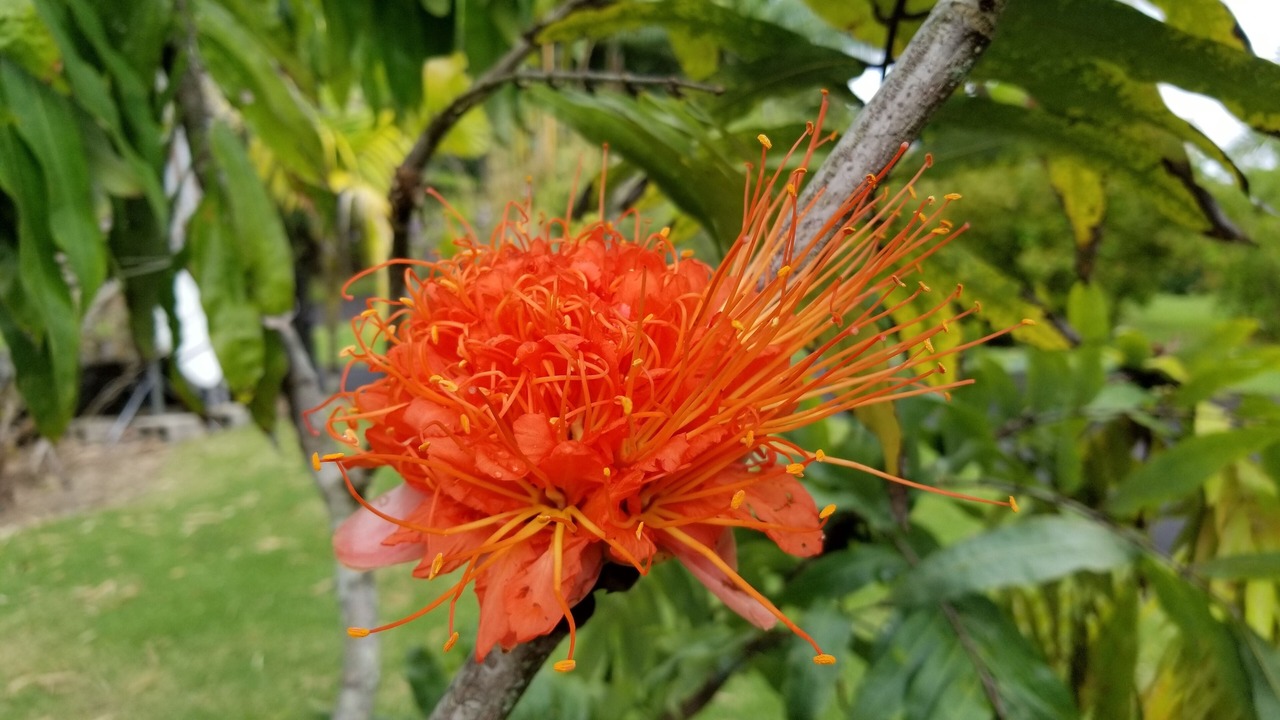 Photo of Outdoor in Hakalau