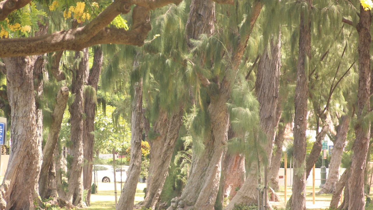 Photo of Outdoor in Diamond Head - Kapahulu - St. Louis