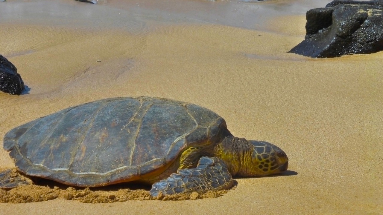 Photo of Others in Kahuku