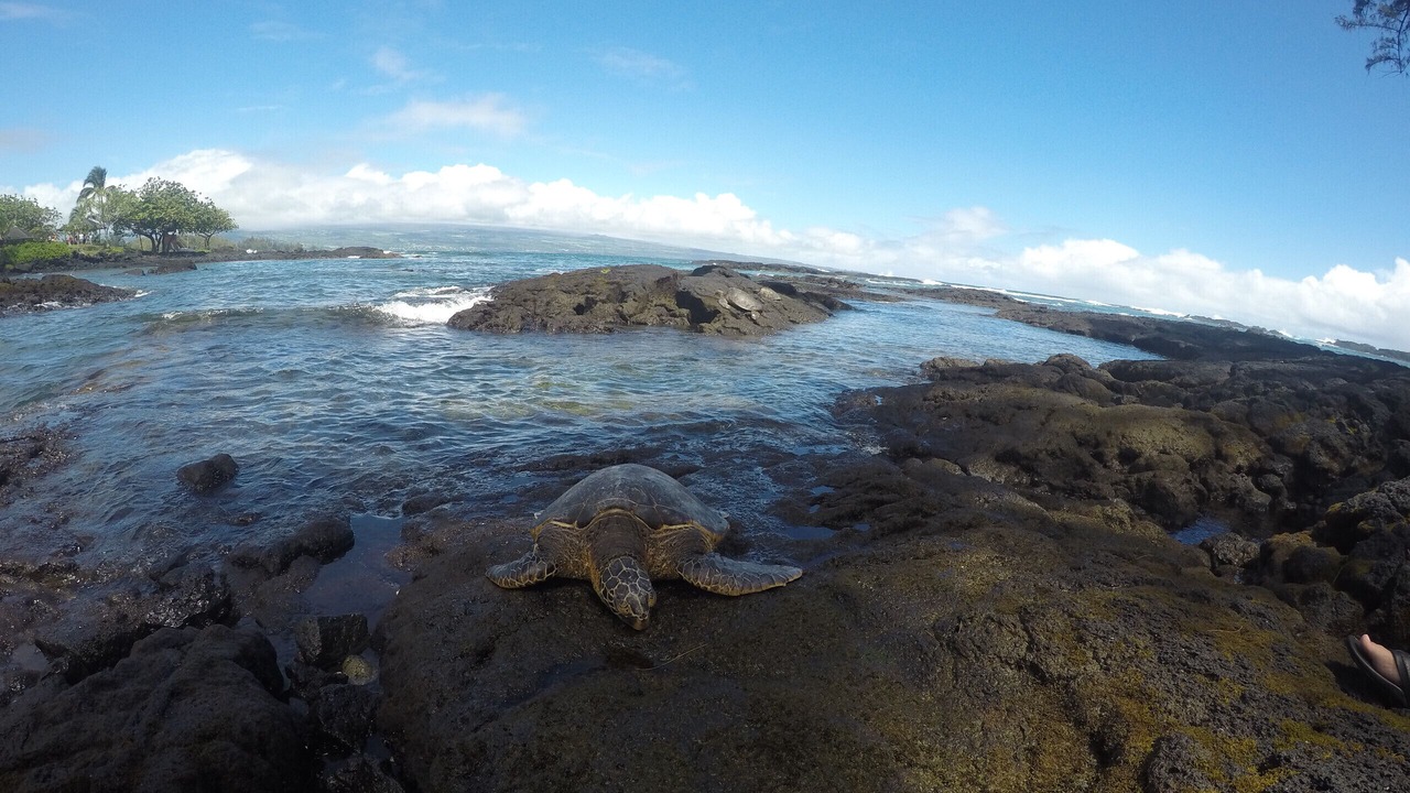 Photo of Others in Hilo