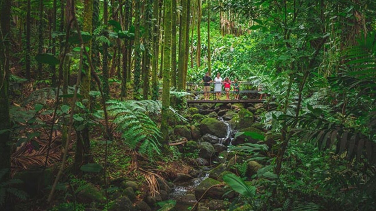 Photo of Outdoor in Hilo