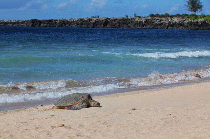 Photo of Others in Kapalua