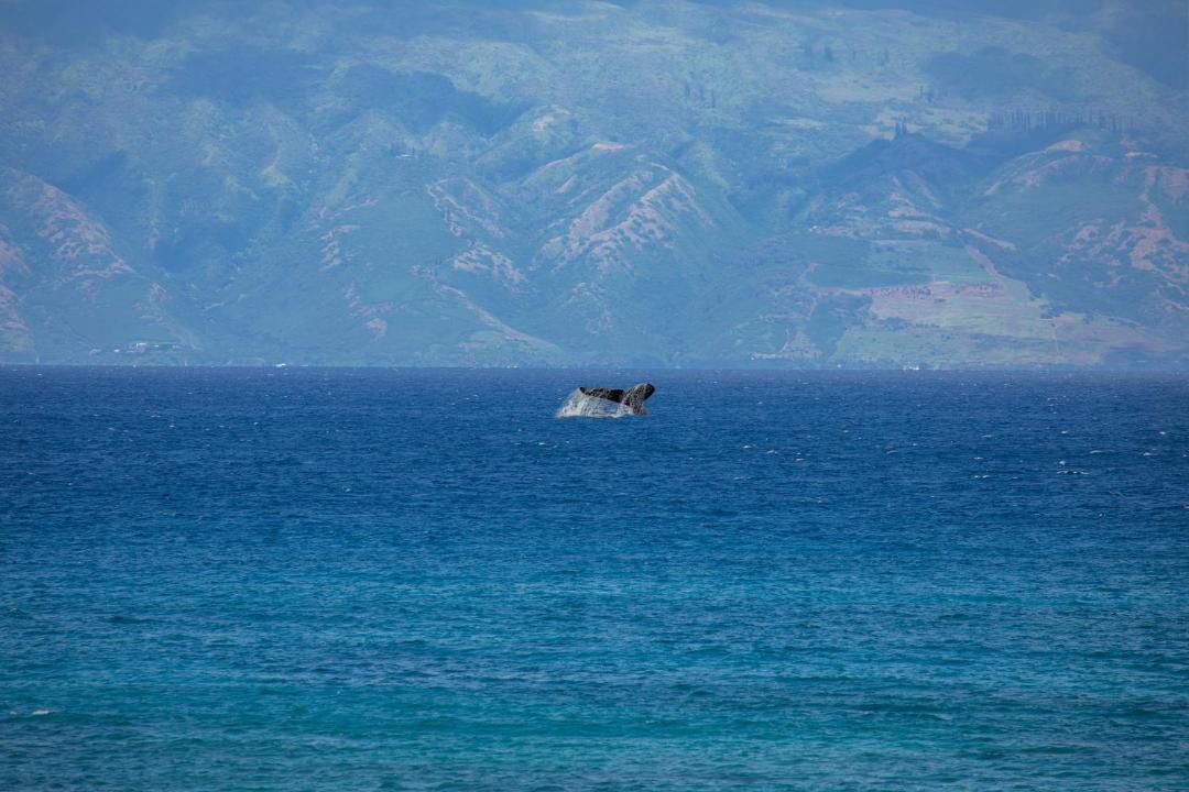 Photo of Others in Kahana