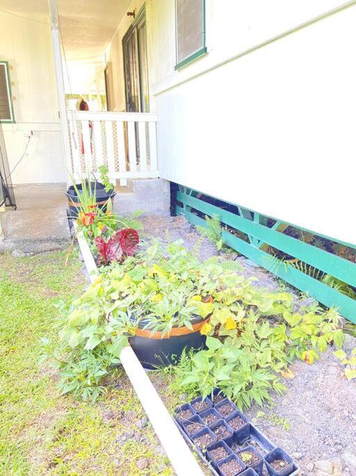 Photo of Others in Hilo