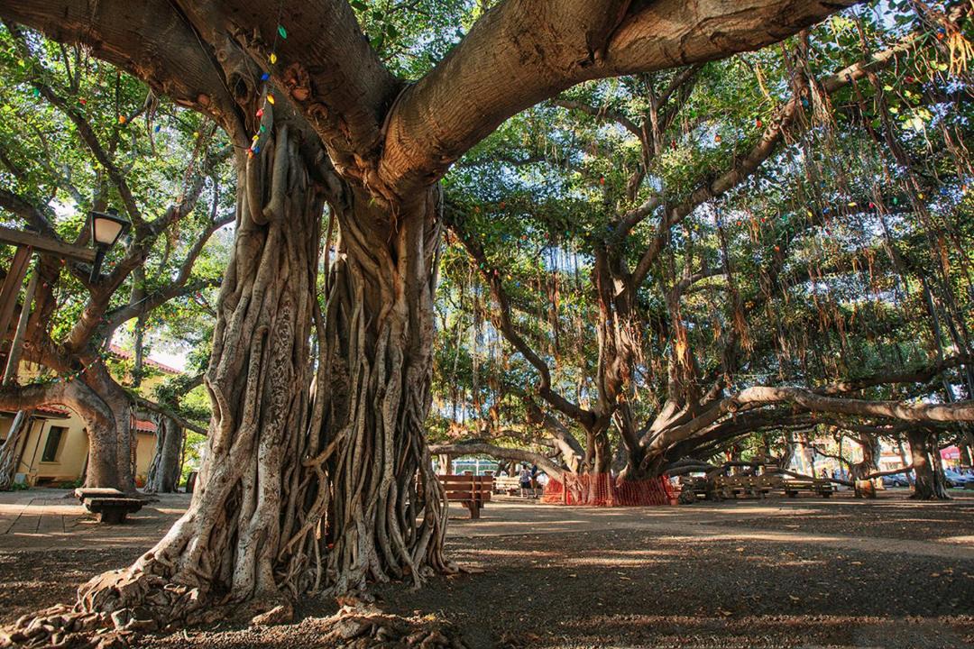Photo of Others in Historic Lahaina Front Street